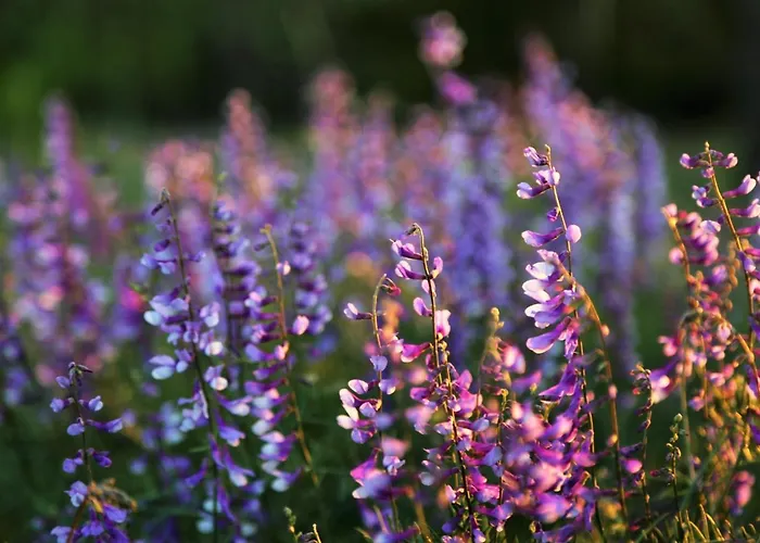 Retrovisiit Alma & Vilma